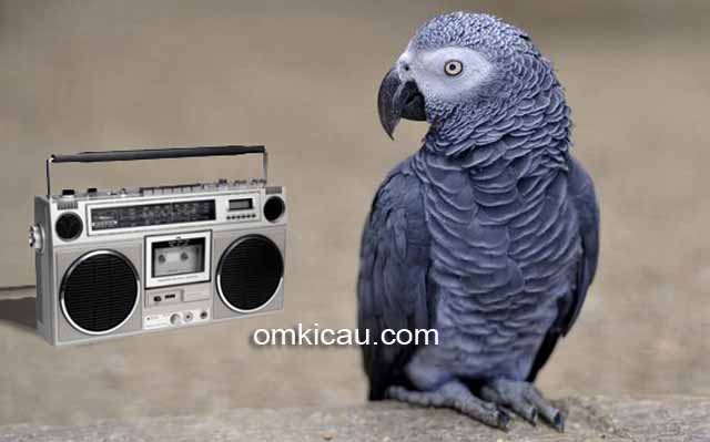 Sebuah penelitian menyebutkan bahwa burung paruh bengkok memiliki selera musik yang tinggi
