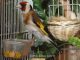 Tips menangkar burung goldfinch dan menjadikan indukan lebih produktif