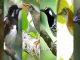 11 burung anis endemik indonesia