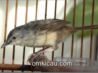 Burung ciblek gunung yang rentan alami macet bunyi