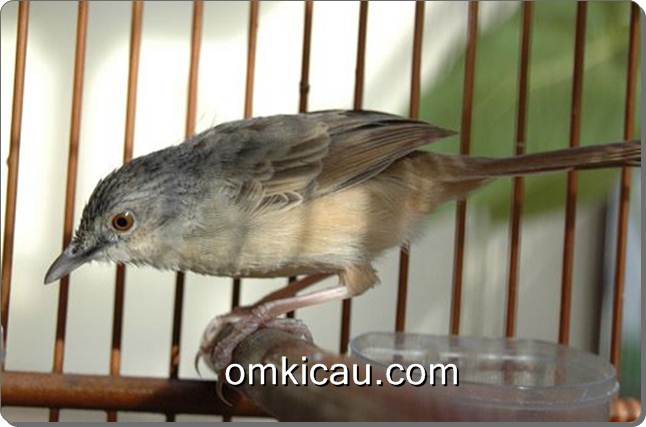 Burung ciblek gunung yang rentan alami macet bunyi