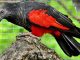 Nuri kabare (Psittrichas fulgidus) burung parrot unik khas Papua
