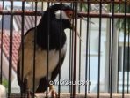 Perawatan burung jalak suren yang mabung