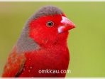 Pipit matari / crimson finch