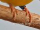 Mendeteksi penyakit burung dengan mengamati warna kaki burung