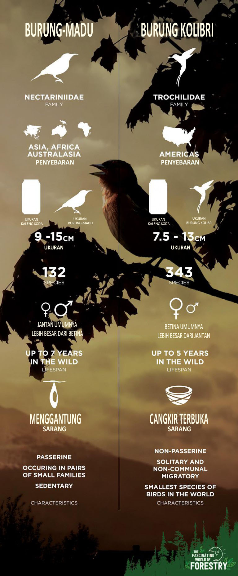 Terjemahan Infografis burung-madu dan kolibri dari thefascinatingworldofforestry.com