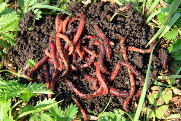  Cacing merah  bisa dimanfaatkan untuk mengatur birahi 