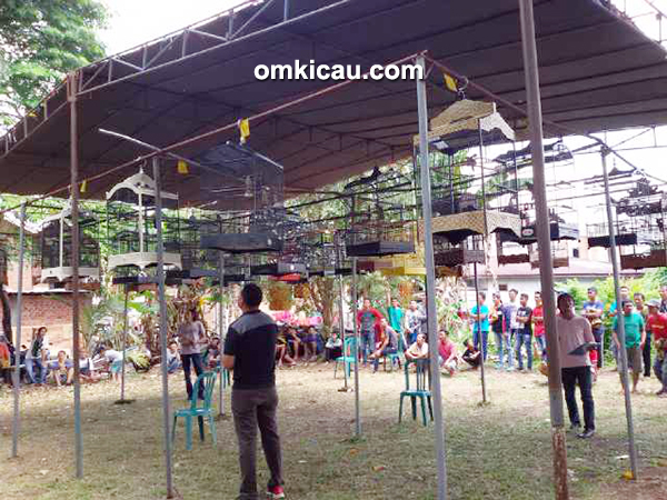 Lomba burung berkicau CD Cup Bangko