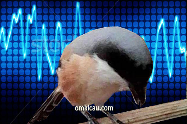 Burung cendet sering merasa ketakutan pada benda dan suara-suara