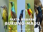 Fakta menarik burung-madu
