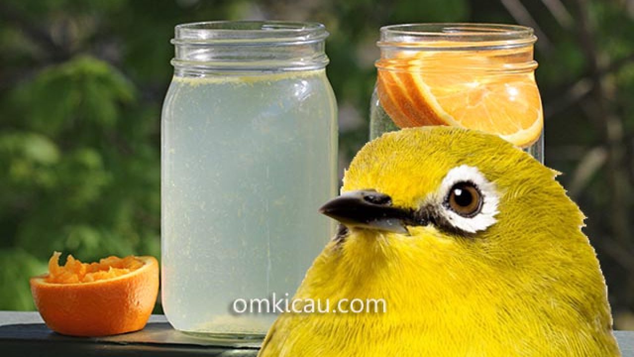 Infused Water Minuman Alami Yang Banyak Manfaatnya Untuk Burung Kicauan Om Kicau