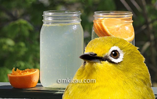 Infused water sebagai air minum alami berkhasiat untuk burung peliharaan