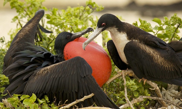 Burung cikalang jantan yang memiliki kulit tenggorokan (gular) berwarna merah yang akan dikembungkan untuk menarik perhatian betina. 
