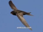 Burung common swift yang dapat terbang nonstop selama 10 bulan tanpa mendarat