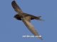 Burung common swift yang dapat terbang nonstop selama 10 bulan tanpa mendarat