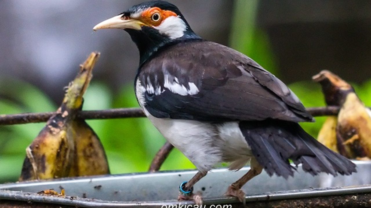 21++ Gambar burung jalak suren jantan dan betina terbaru