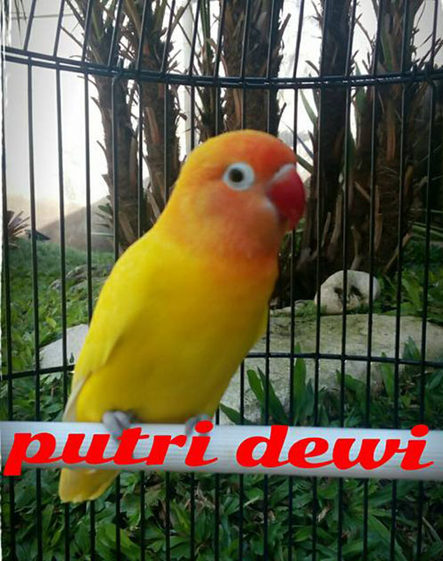 LB Putri Dewi