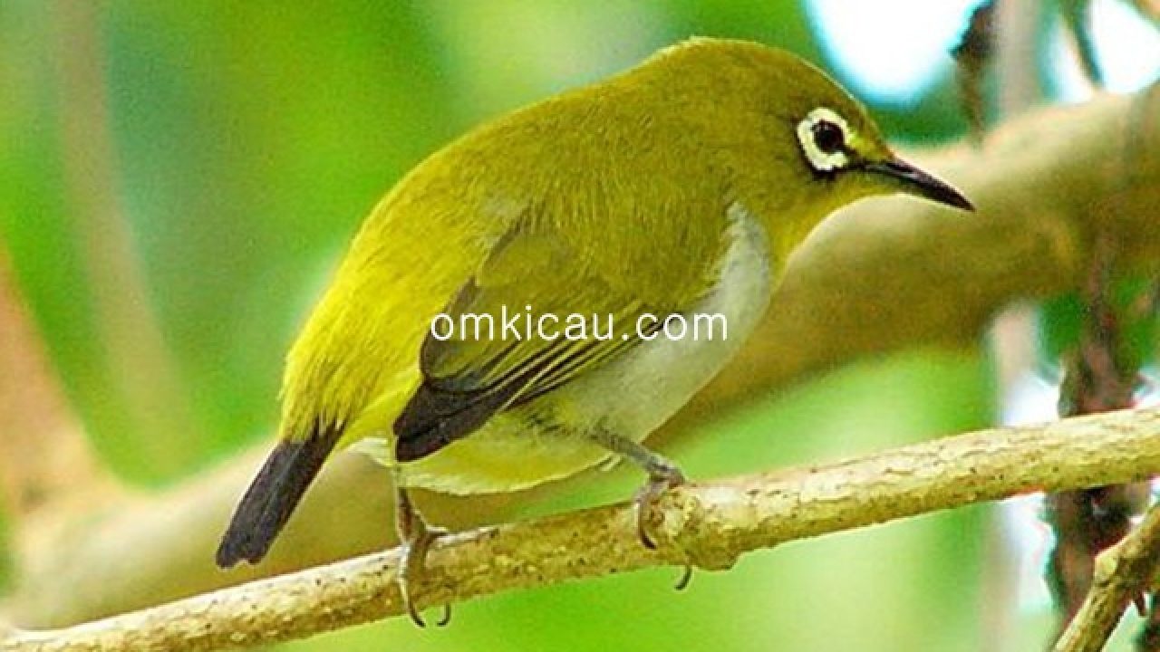 23+ Burung pleci auriventer terbaru