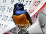 Memaksimalkan volume suara burung murai batu