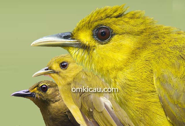 Burung brinji-emas yang sebelumnya terdiri dari 9 sub-spesies kini menjadi 3 jenis burung