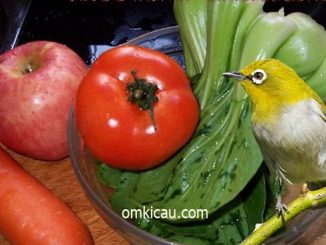 Membuat jus buah dan sayur untuk burung pleci