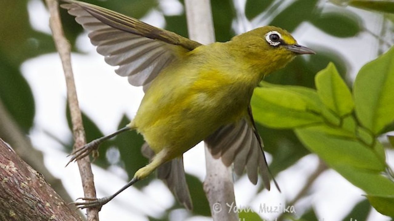 30+ Harga burung pleci lombok 2019 terupdate