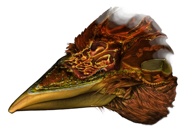 Gambar conchae dalam rongga hidung burung gereja yang didapatkan dari rekonstruksi 3D CT scan.