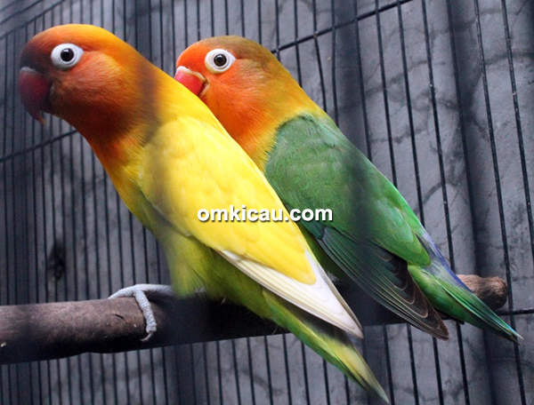 Breeding lovebird trah juara