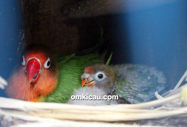 Breeding lovebird trah juara