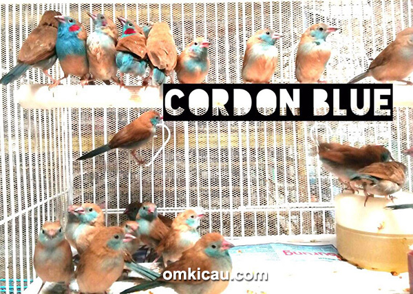 Cordon blue