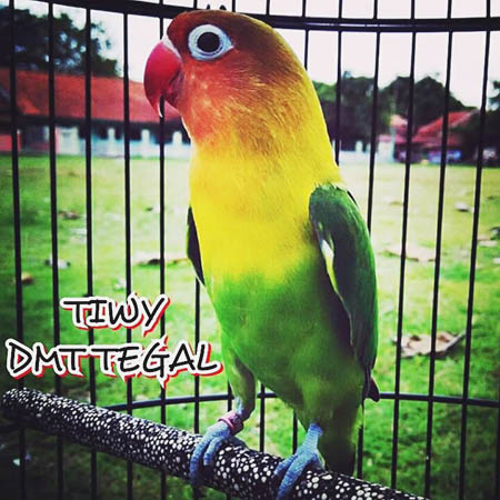 Lovebird Tiwy