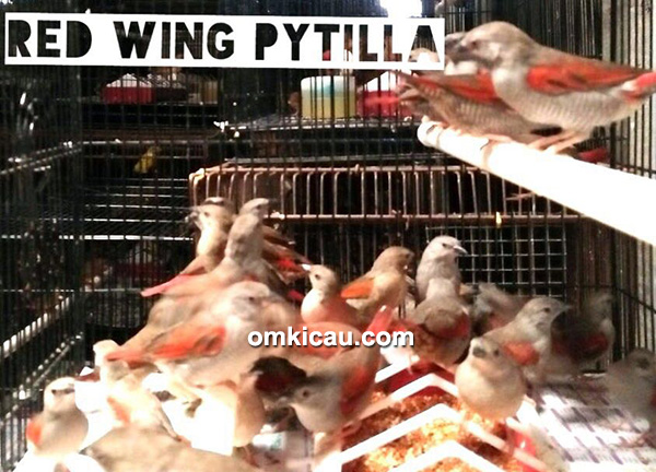 Red Wing Pytilla