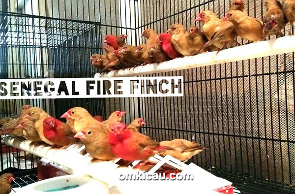 Senegal Fire Finch