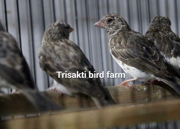 Breeding burung finch Trisakti BF