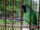 Tips mengatasi burung cucak hijau yang nyulam tanpa henti
