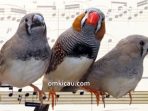 Burung pipit zebra / zebra finch