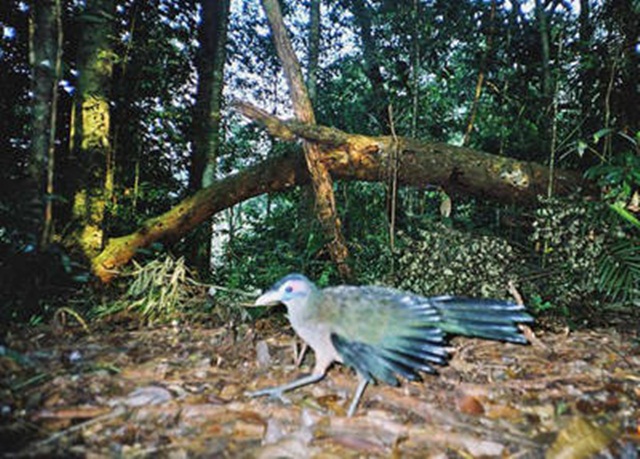 Foto dokumentasi burung tokhtor sumatera