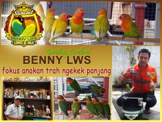 Breeding lovebird Benny LWS Solo