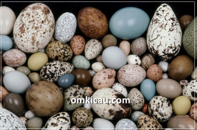 Mengapa telur  burung bisa berbeda warna  OM KICAU