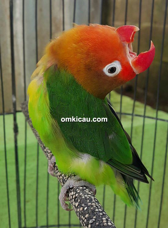 Gaya lovebird Napoleon