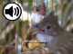 Lima audio burung cucak jenggot iisian untuk masteran