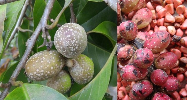 Tiga jenis buah  buahan yang dapat membuat anis merah rajin 