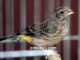 Burung blackthroat / Yellow-rumped seedeater
