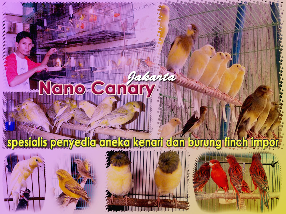 29++ Harga burung kenari black red 2020 terbaru