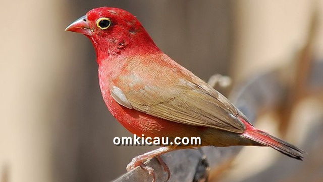 Red-billed firefinch atau senegal firefinch yang berbulu merah nan cantik