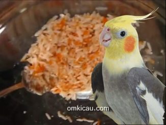Pakan racikan kaya gizi berbahan beras merah untuk burung cockatiel