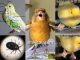 Mengenali penyakit yang umum menyerang burung kenari