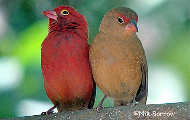 Sepasang burung senegal firefinch, burung jantan (kiri) dan betina