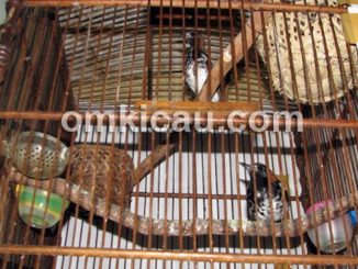 Proses ternak burung anis kembang yang menggunakan sangkar gantung