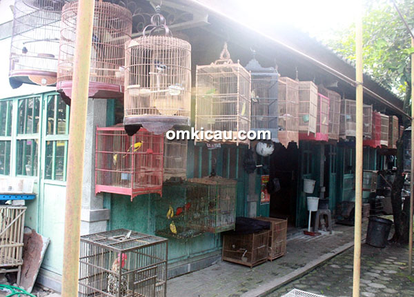 Harga burung kicauan di Pasty Jogja periode Februari 2017 